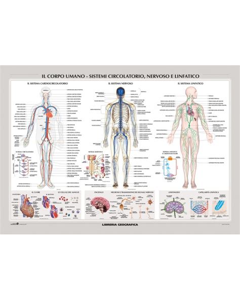 Carta Murale Corpo Umano Sistemi Circolatorio Nervoso E Linfatico Porn Sex Picture