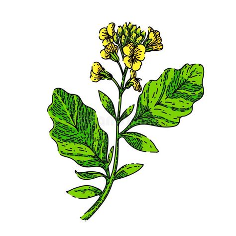 Mustard Plant Sketch Hand Drawn Stock Illustration Illustration Of