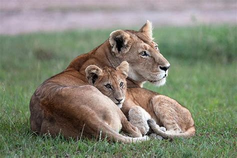 Mothers Love Africa Tenderness Cub Mother Lions Hd Wallpaper Pxfuel