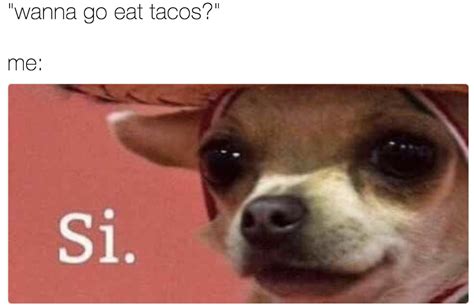 Chihuahua Reaction Meme Pets Lovers
