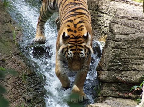 Tiger In The Waterfall By Adam L Pittsburgh Zoo Great Cat Waterfall