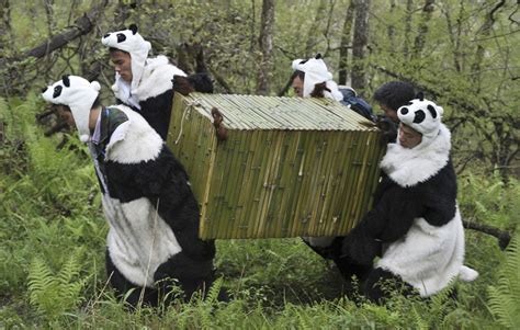 The Sichuan Giant Panda Bases And Sanctuaries The Atlantic