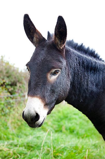Royalty Free Donkey Head Pictures Images And Stock Photos Istock