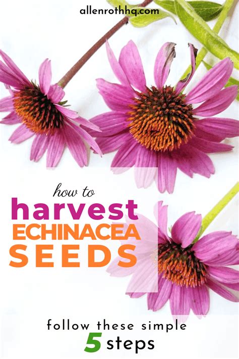 How To Harvest Echinacea Seeds A Nest With A Yard Echinacea Seeds
