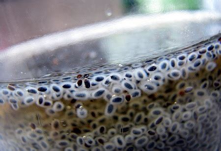 Maybe you would like to learn more about one of these? BIJI SELASIH SANGAT AMPUH ATASI KADAR GULA DARAH, RADANG ...