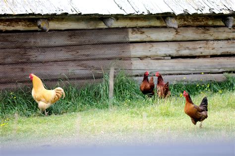 Barnyard Chickens In Yaak Valley Montana Gallinas