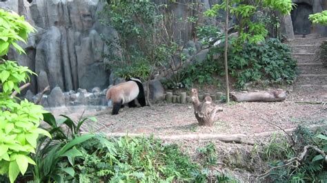 Panda Singapore River Safari Youtube