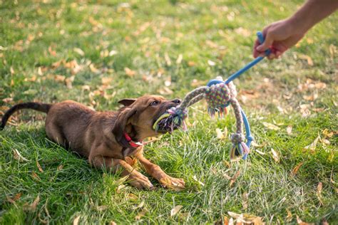 Top 9 Best Tug Of War Dog Toy Guide And Reviews Funadog
