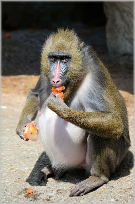 Hd Wallpaper Monkey Monkeys Fruit Delicacy Business Zoo Artis