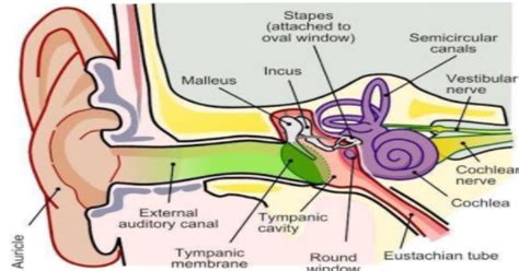 In Which Part Of The Ear Are Sound Waves Amplified A Cochlea B