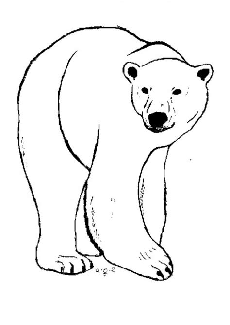 Oso Polar Para Colorear E Imprimir Páginas Para Colorear