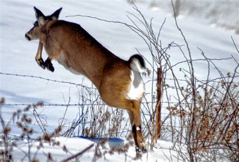 Valley News Feeding Deer In Winter Can Have Negative Effects