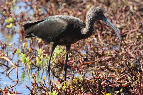 Wetland And Coastal Birds Of Maui ~ Species Of Birds