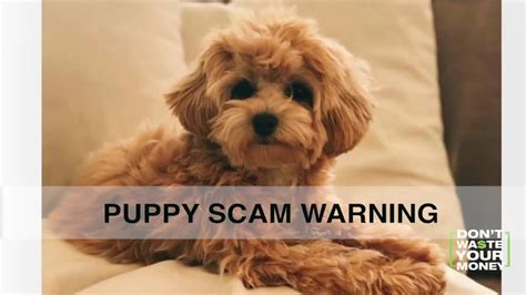 Aggressive puppy warning signs include snarling, growling, mounting, snapping, lunging, challenging stance, aggressive barking, and biting. Warning signs that new Christmas puppy is a scam