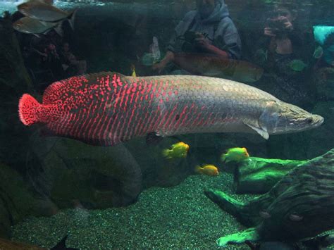 Pirarucu Um Dos Maiores Peixes De água Doce Do Mundo