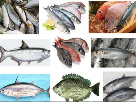 Jenis Jenis Ikan Yang Bisa Dimakan Biawak Masuk Imagesee