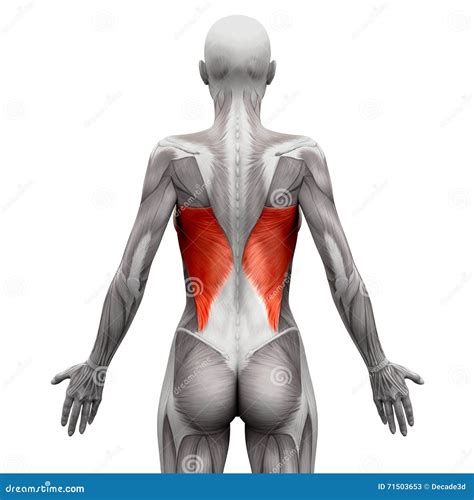 Latissimus Dorsi Anatomy Muscles Isolated On White D Illustration The Best Porn Website