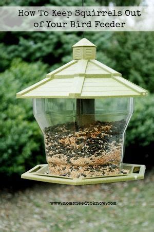 While pigeons are not a typical garden pest, they are more than capable of stripping your garden bare of young plants and fruit. How To Keep Squirrels Out Of Your Bird Feeders | Bird ...