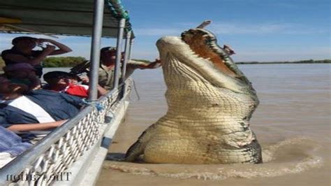 Top 5 World's Biggest Crocodiles in the World - YouTube