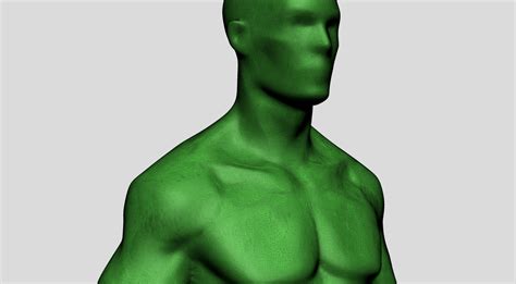 Male Body Form 3d Model Cgtrader