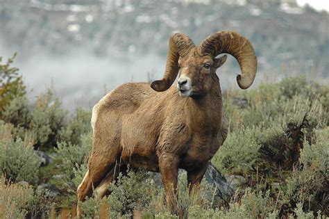 Rocky Mountain Bighorn Sheep Yellowstone National Park Usa