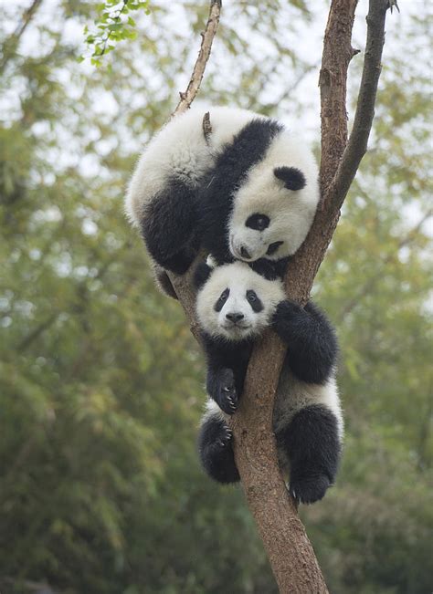 Giant Panda Cubs Playing Chengdu Photograph By Katherine Feng Fine