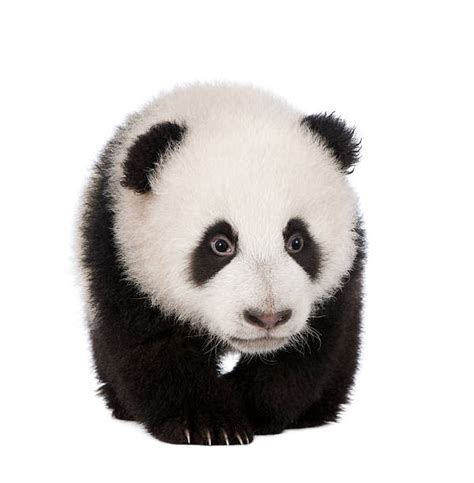 Royalty Free Panda White Background Pictures Images And Stock Photos