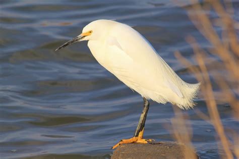 Nature On The Edge Of New York City Big White Birds Return To Ny Harbor