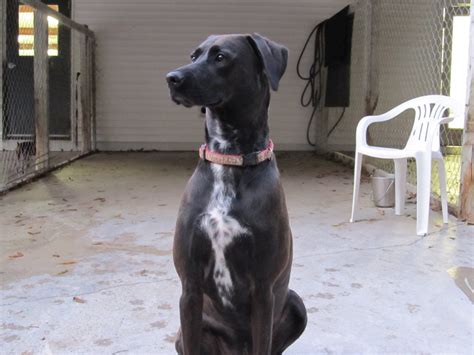 Check spelling or type a new query. Pet of the Day: Millie is a sweet and obedient 3-year-old ...