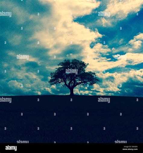 Lone Oak Tree In Front Of Cloudy Sky Stock Photo Alamy
