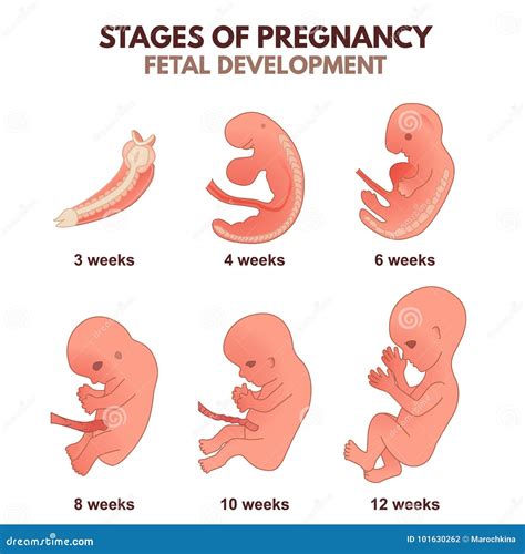 Stages Of Fetal Development Prenatal Development Anatomical Chart