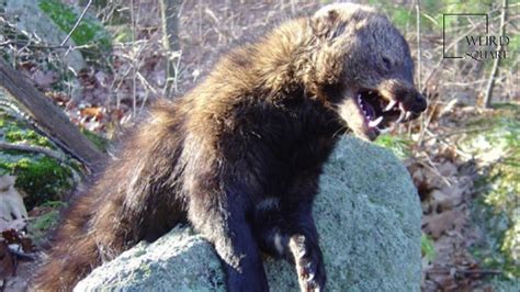 Does A Fisher Cat Scream Rhona Steadman