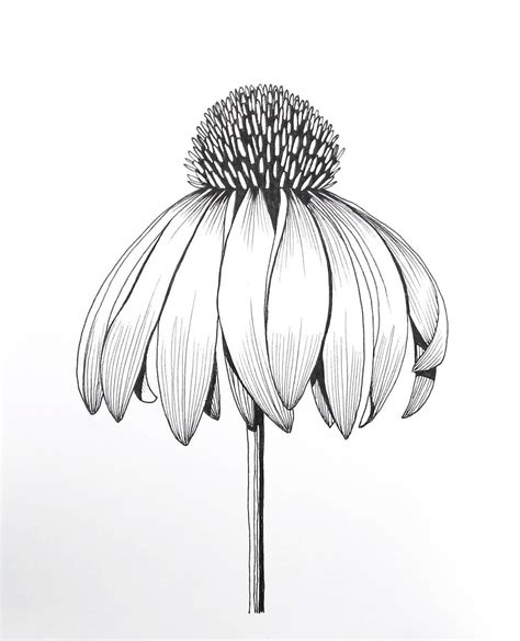Echinacea By Victoria Dennis Art Inspiration Flower Drawing