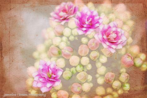Wallpaper Pink Flowers Flower Texture Spring Blossoms Textures