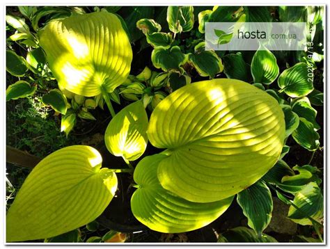 Intense gold, smooth, heart shaped leaves adorn this very large hosta. Hosta.com.ua. Хоста Key West (Кей Уэст): описание, фото ...