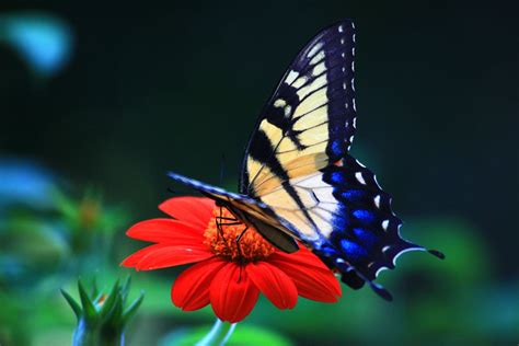 44 Spring Butterfly Wallpaper Desktop Wallpapersafari