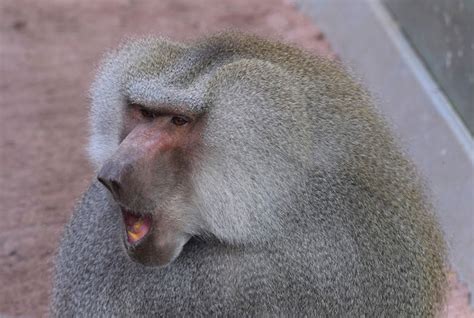 Baboon On The Run After Escape From Danish Zoo Lonely Planet