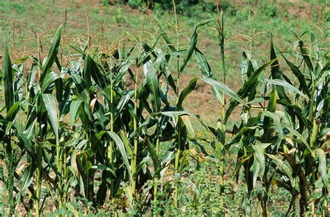 Maize Zea Mays Stock Image E7701680 Science Photo Library