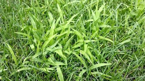 So Why Do I Have All This Crabgrass
