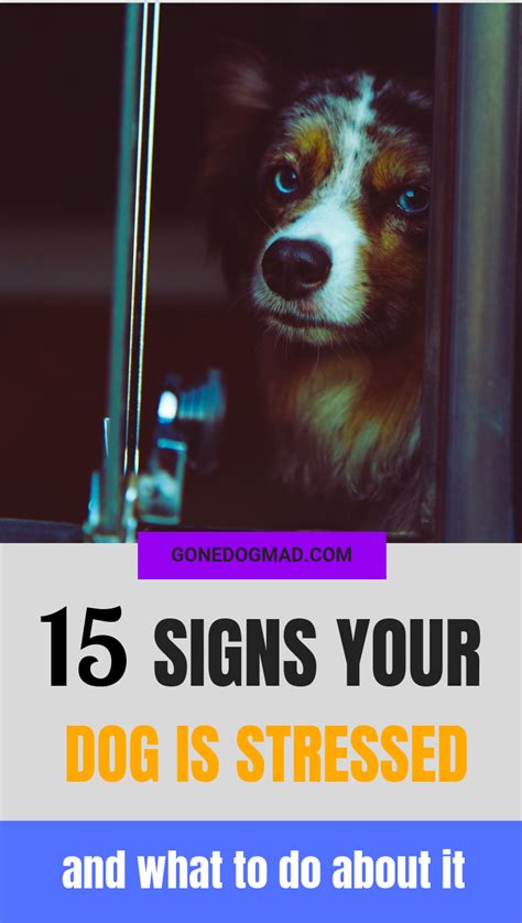 15 Signs Your Dog Is Stressed And What To Do About It Artofit