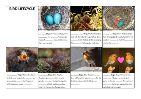 Life Cycle Of A Bird Teaching Resources