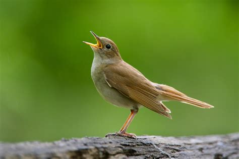 Dawn Chorus