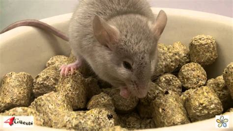 Rats can safely eat an enormous variety of fresh foods. PET MICE EATING & DRINKING - YouTube
