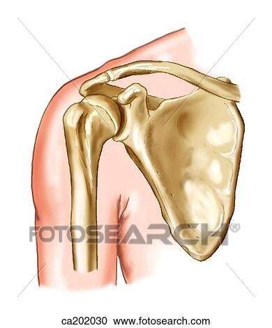 Stock Illustrations Of Shoulder Joint Showing Scapula And Humerus