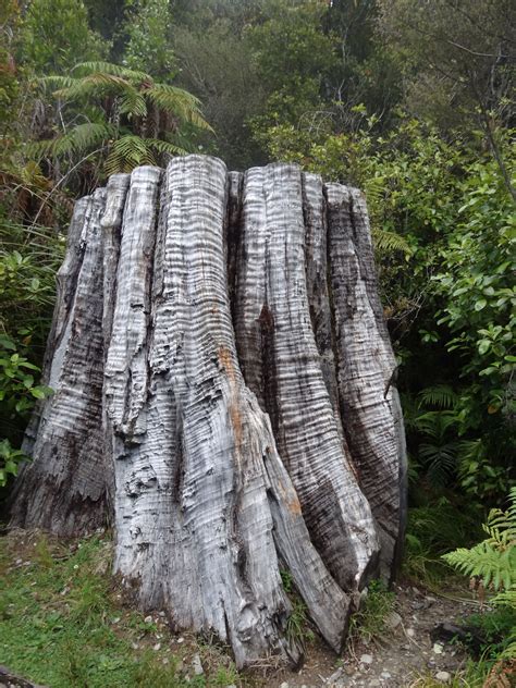 Huge Tree Stump In New Zealand Tree Mother Nature World Best