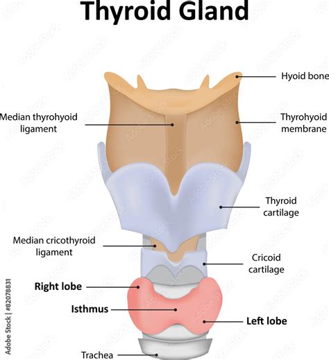 Thyroid Gland Labelled Diagram Stock Illustration Adobe Stock Hot Sex Picture