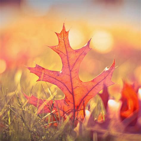 Autumn Orange Fall Leaf Macro Ipad Air Wallpapers Free Download