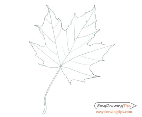 How To Draw A Maple Leaf In 3 Steps Easydrawingtips