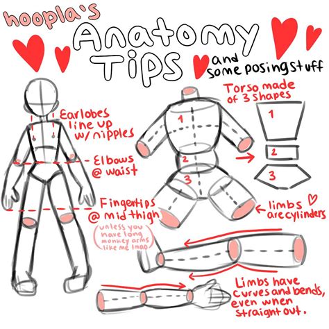 Step By Step Anatomy Drawing Raeespoppy