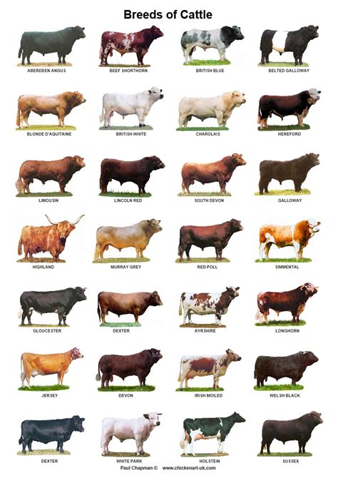 A4 Laminated Posters Breeds Of Cattle Sheep Or Pigs Dairy Cattle